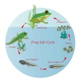 life-cycle-of-a-frog-amphibian-reproduction-lifecycle-frogs-grow-development-stages-reproductive-metamorphosis-egg-embryo-tadpole-young-froglet-adult-step-diagram-vector