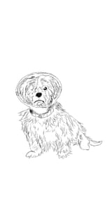 daisy stinkus