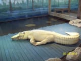 gatorland