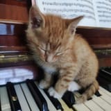 🐱 (1)
