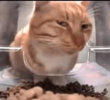 mr-fresh-cat