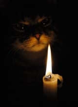Cat candle