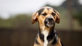 is-my-dog-mad-dog-teeth-bared-960x540