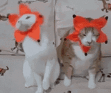 happy-cat