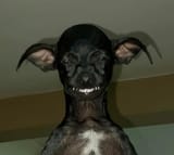 chichi