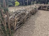 hedge