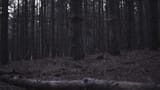 Pinewoods-by-99villages