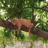 кот на дереве_cat in the tree