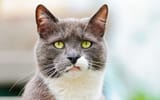 disgustedcat