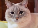 shocked cat