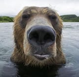 Bear chilling