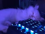 cat pc 2
