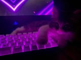 cat pc