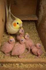 one flew over the cockatiels nest