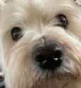 benji