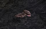 Scrib_(Morrowind)