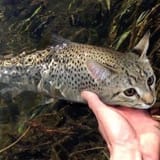 catfish
