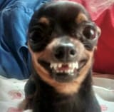 doge-1