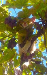 ✿ڿڰۣ(̆̃̃ღMM