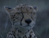 !coldandalone