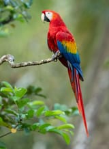 Scarlet-macaw-ara-macao