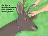 deaddeer