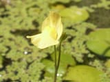 Utricularia_aurea_Flora