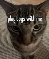 play toys with me cat