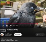 jackdaw chick