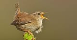 Wren