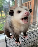 opossum14