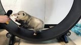 opossum wheel