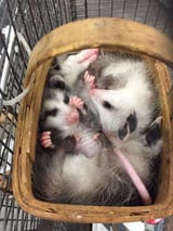 opossumSleeping5
