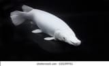 albino-alligator-gar-atractosteus-spatula-260nw-1101399761-3567123113