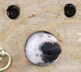 wood dog