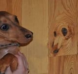 dog wood