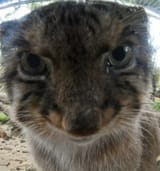 inquisitive manul is inquisitive