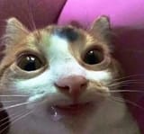 retardcat