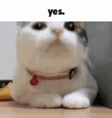yes-gif-5