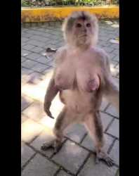 monkey tits_thumb.jpg