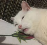 Defeated Cat