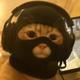 cs cat