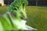 Wizdom Beast