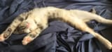 mykitty