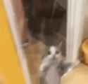 cat-dance_thumb.jpg