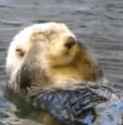 otter-sea_thumb.jpg