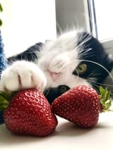 strawb cat 2