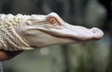 analbinoalli