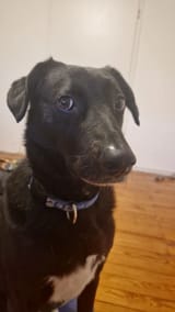 doge-side-eyes
