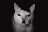 Kitler2